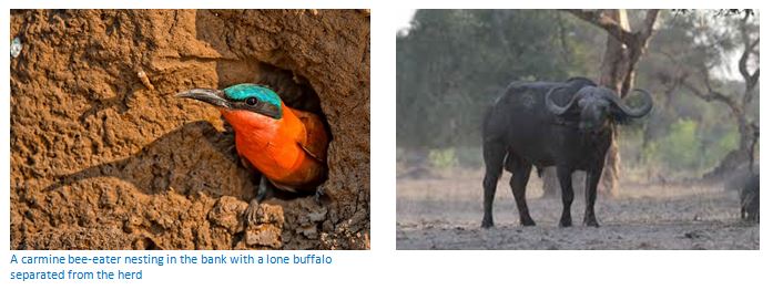 Mana Pools National Park, a UNESCO World Heritage Natural Site photograph