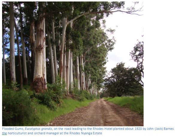 Rhodes Nyanga Estate photograph